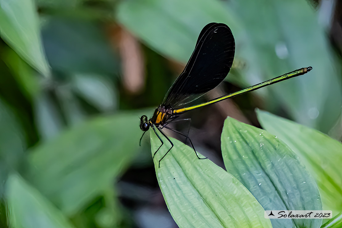 Calopteryx splendens-haemorrhoidalis (maschio) (male)