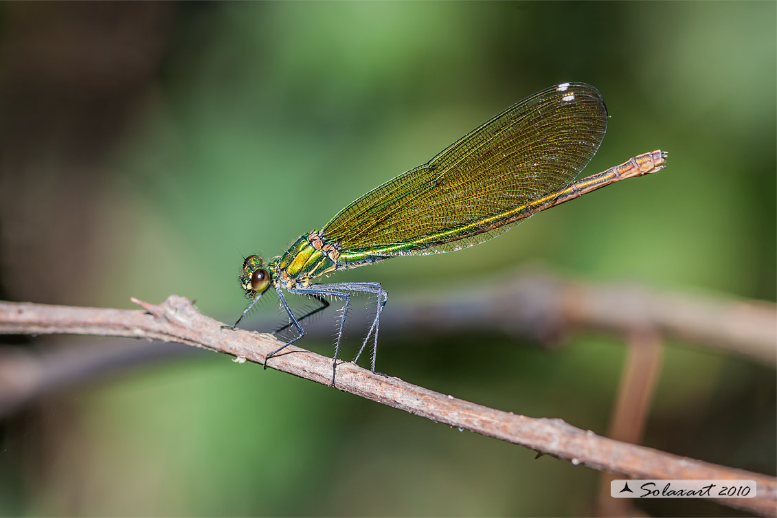 Calopteryx virgo