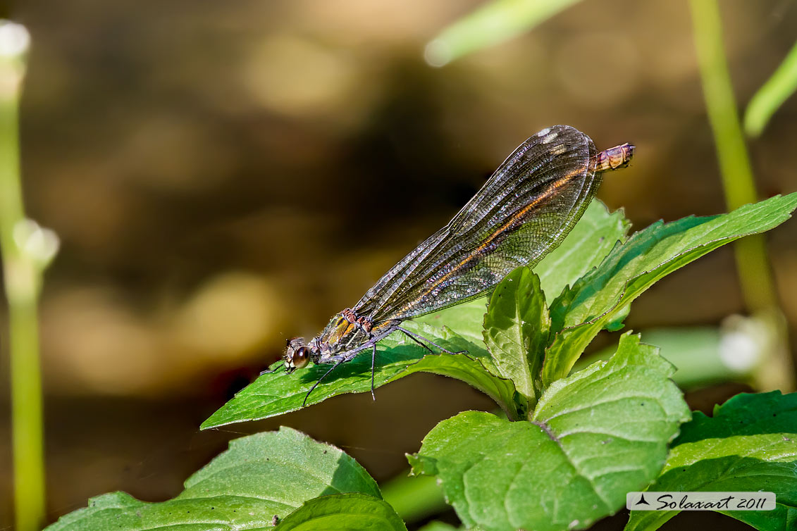 Calopteryx virgo