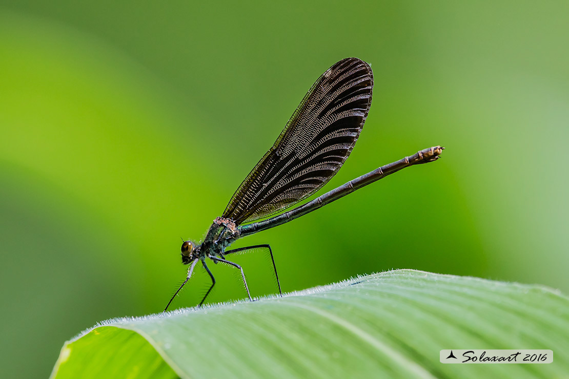 Calopteryx virgo   (femmina)    -    Beautiful Demoiselle  (female)