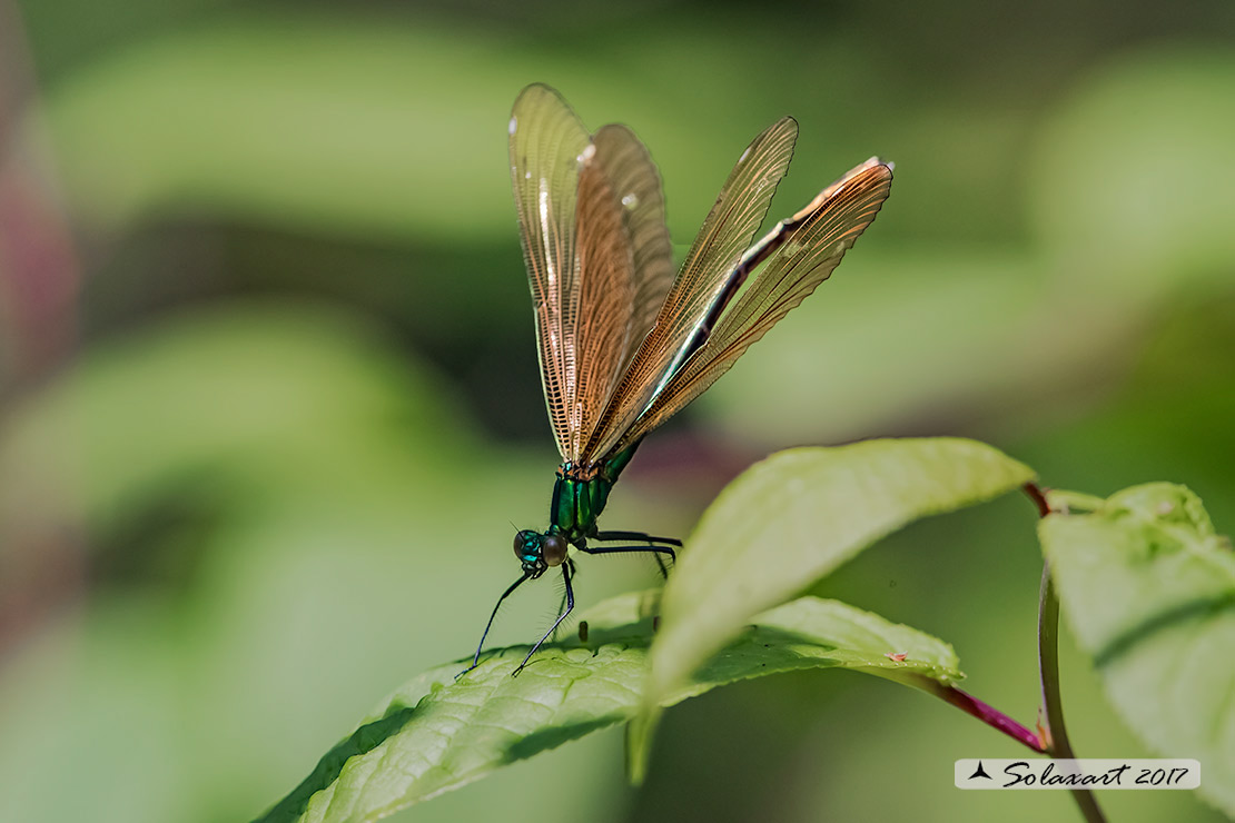 Calopteryx virgo   (femmina)    -    Beautiful Demoiselle  (female)