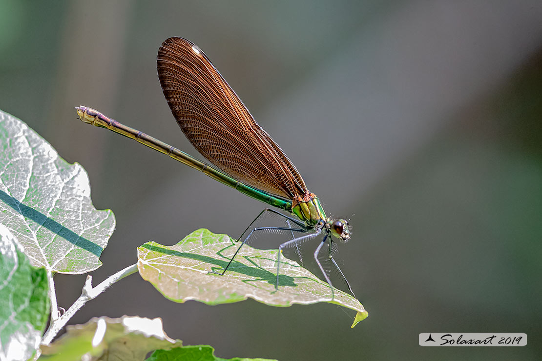 Calopteryx virgo   (femmina)    -    Beautiful Demoiselle  (female)