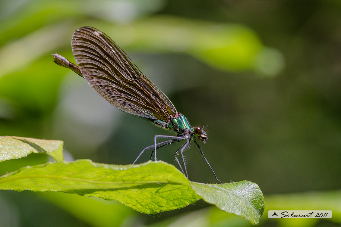 Calopteryx virgo