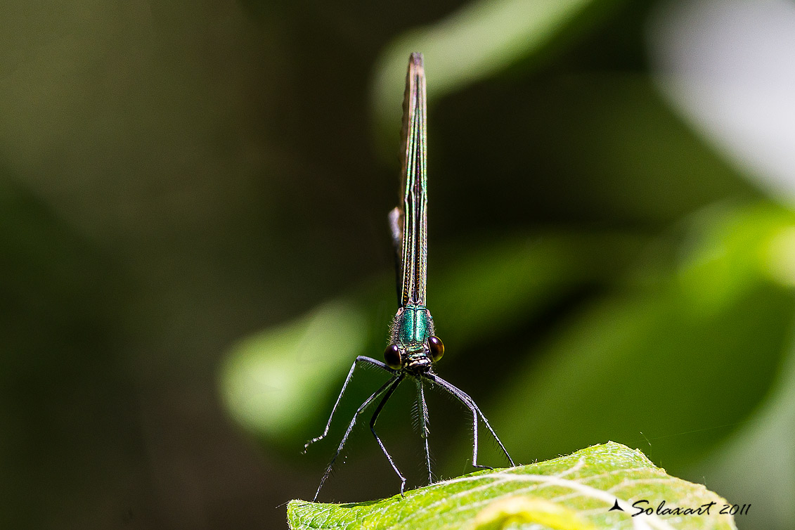 Calopteryx virgo   (maschio)    -    Beautiful Demoiselle  (male)