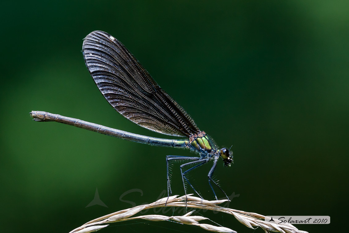 Signorina - Calopteryx Virgo -   (maschio)