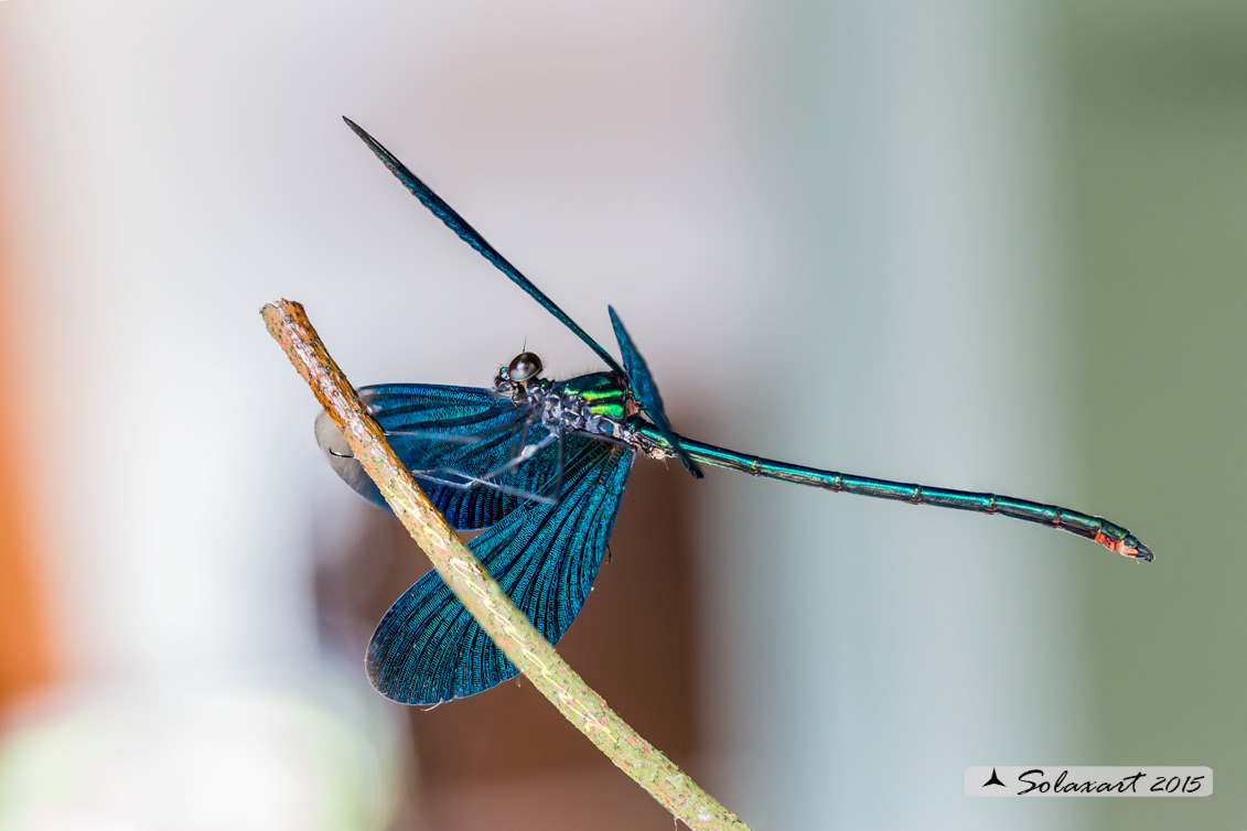 Calopteryx virgo   (maschio)    -    Beautiful Demoiselle  (male)