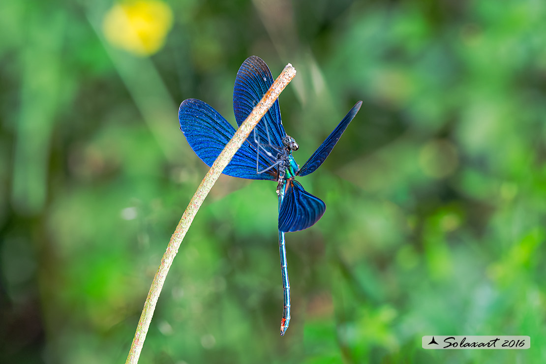 Calopteryx virgo   (maschio)    -    Beautiful Demoiselle  (male)