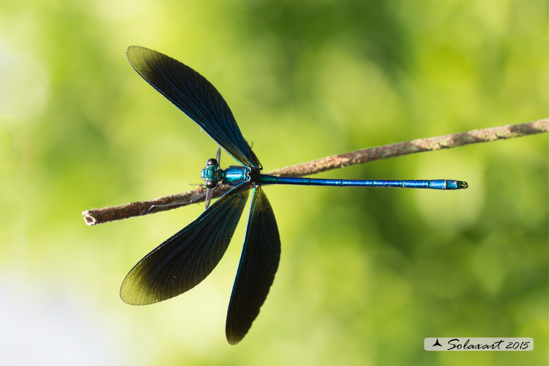 Calopteryx virgo   (maschio)    -    Beautiful Demoiselle  (male)