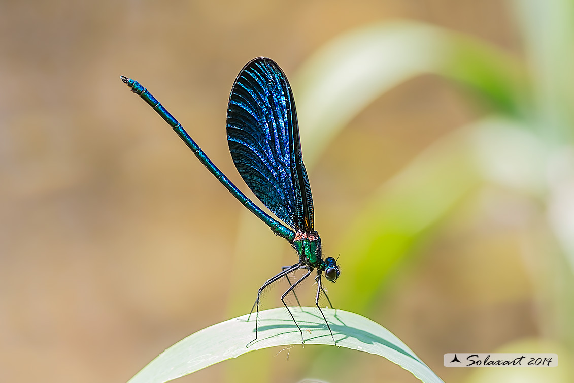 Calopteryx virgo (maschio) - Beautiful Demoiselle  (male)