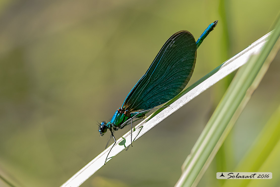 Calopteryx virgo - Beautiful Demoiselle  