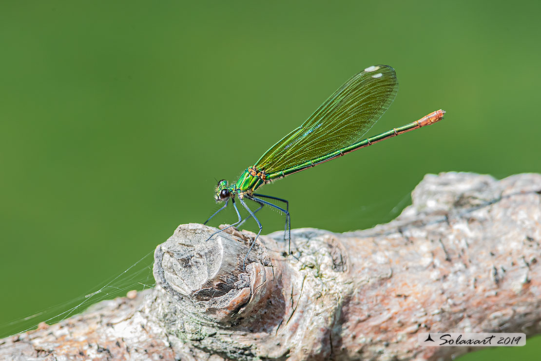 Calopteryx xanthostoma(femmina) - Western Demoiselle  (female)