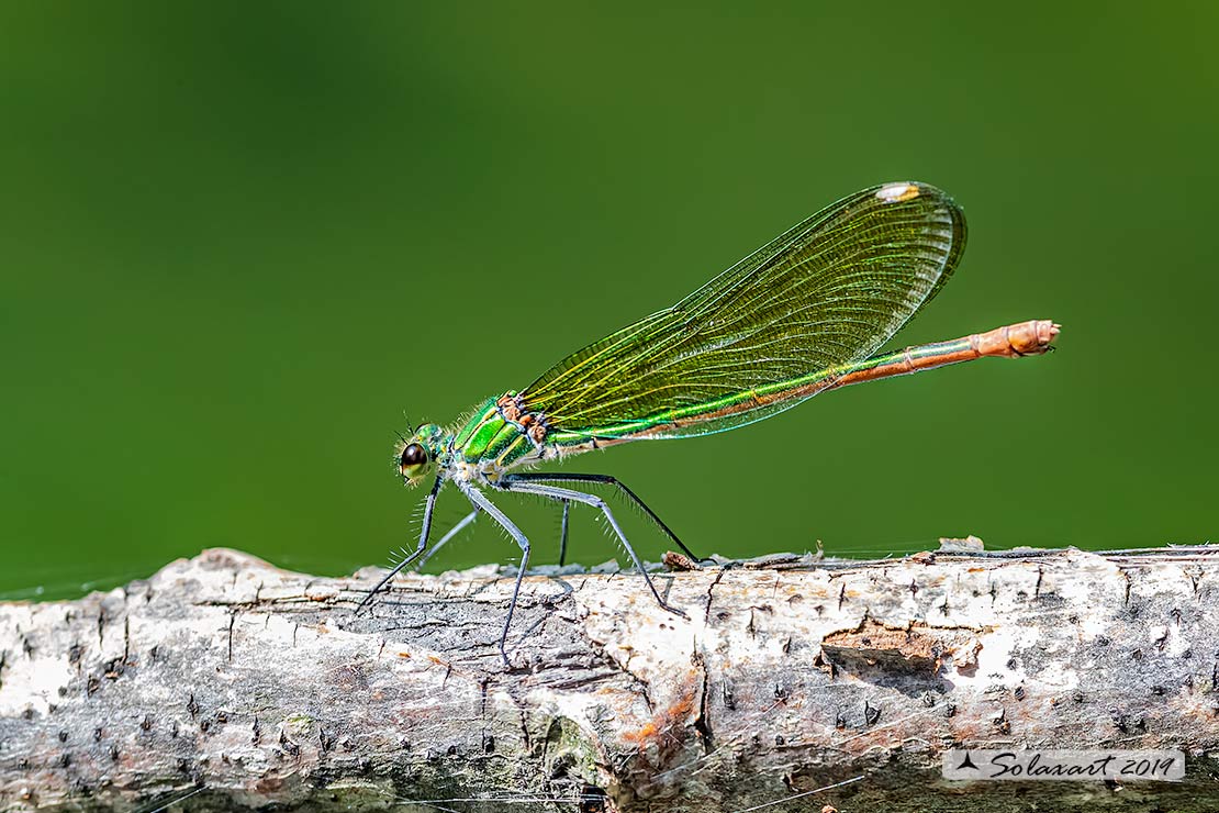 Calopteryx xanthostoma(femmina) - Western Demoiselle  (female)