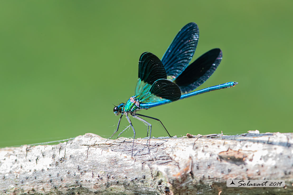 Calopteryx xanthostoma(maschio) - Western Demoiselle  (male)