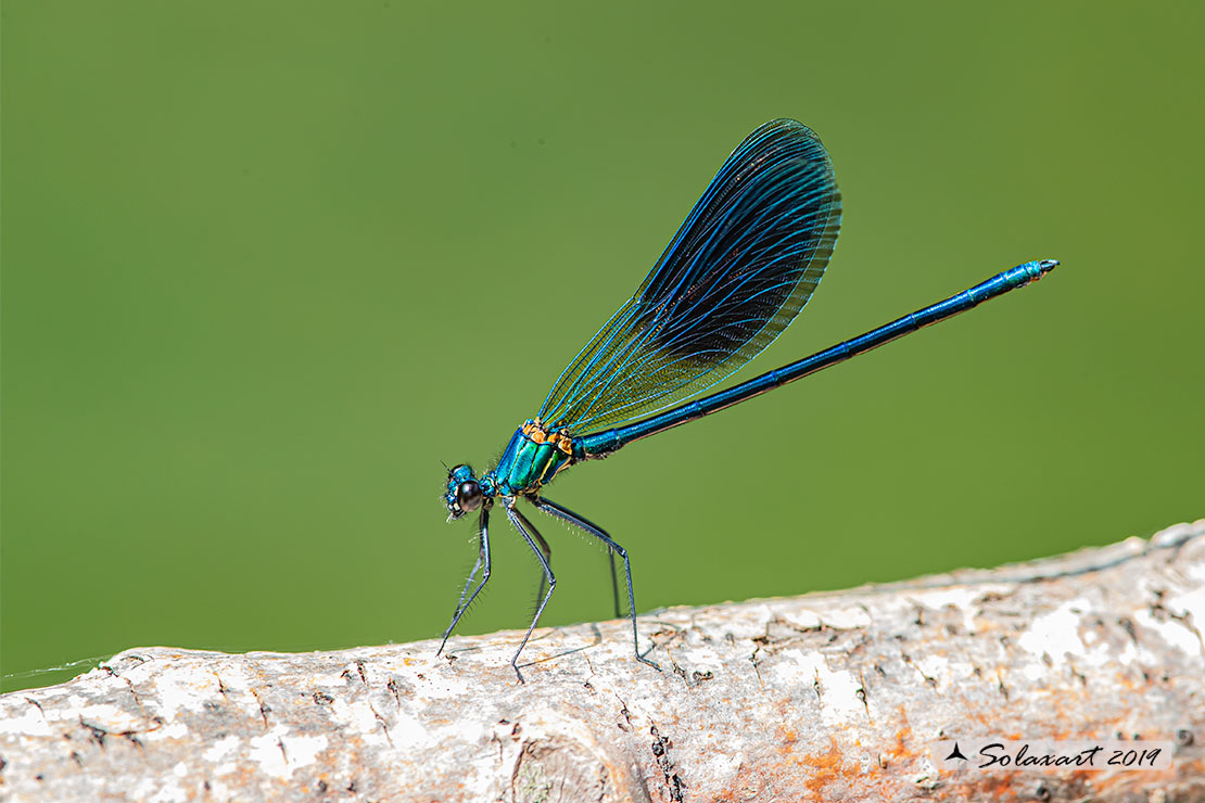 Calopteryx xanthostoma(maschio) - Western Demoiselle  (male)