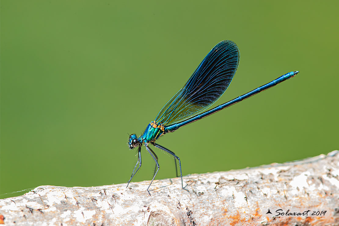 Calopteryx xanthostoma(maschio) - Western Demoiselle  (male)