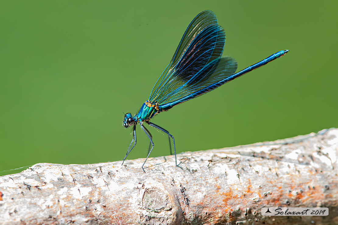 Calopteryx xanthostoma(maschio) - Western Demoiselle  (male)