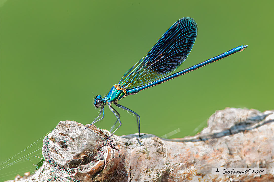 Calopteryx xanthostoma(maschio) - Western Demoiselle  (male)