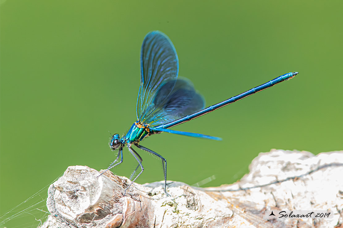 Calopteryx xanthostoma(maschio) - Western Demoiselle  (male)