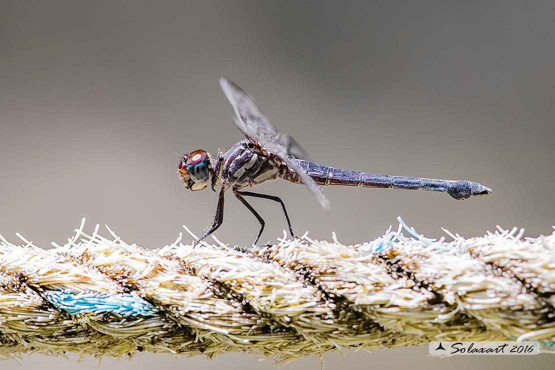 Cannaphila insularis; Gray-waisted Skimmer (female)