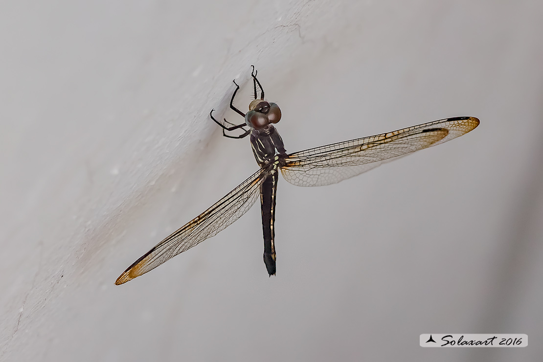 Cannaphila insularis; Gray-waisted Skimmer (female)
