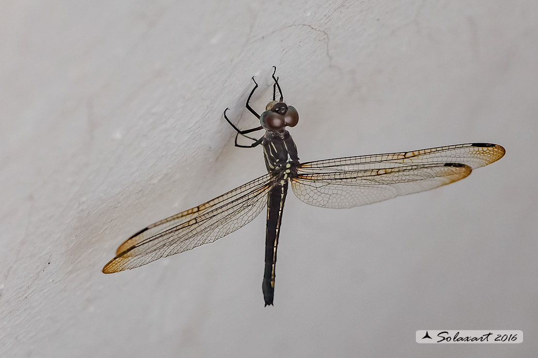 Cannaphila insularis; Gray-waisted Skimmer (female)