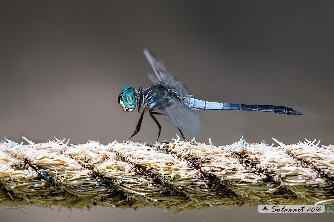 Cannaphila insularis  :     Gray-waisted Skimmer (male)