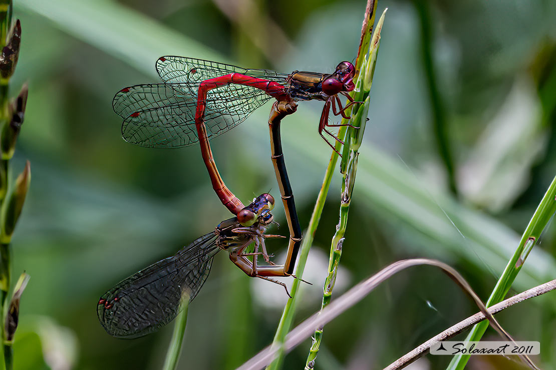 Sottordine : Zygoptera, famiglia: Coenagrionidae, specie: Ceriagrion Tenellum - copula