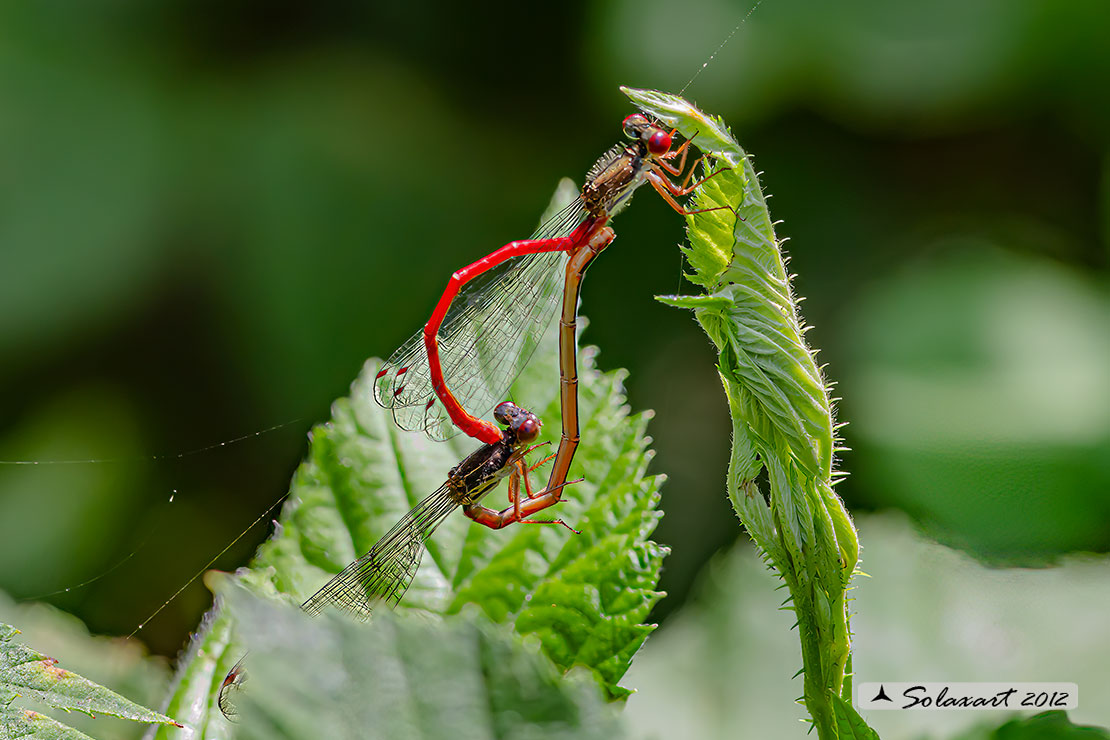 Ceriagrion tenellum - (copula)     -     Small Red Damselfly  (mating)