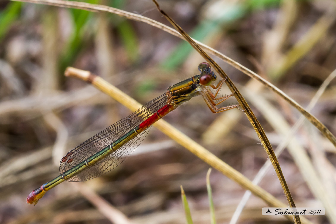 Sottordine : Zygoptera, famiglia: Coenagrionidae, specie: Ceriagrion Tenellum - femmina