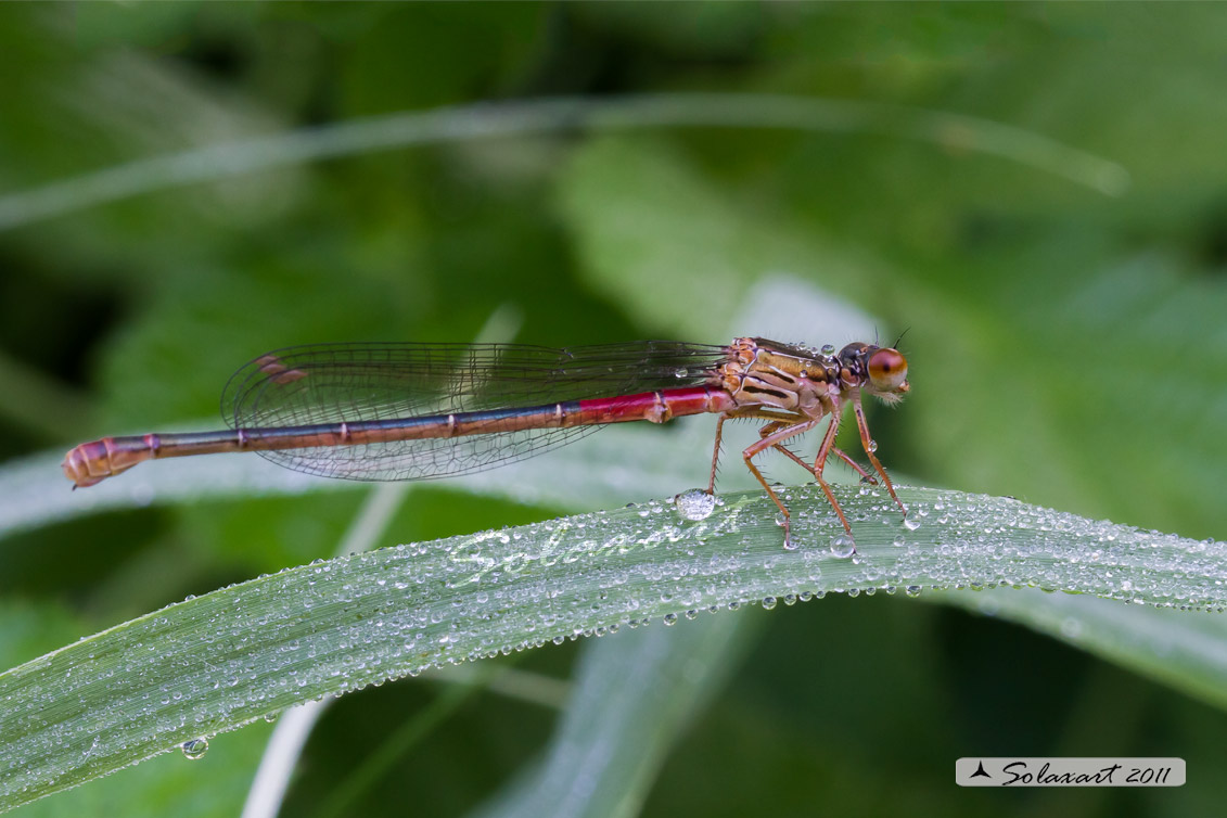 Sottordine : Zygoptera, famiglia: Coenagrionidae, specie: Ceriagrion Tenellum - femmina