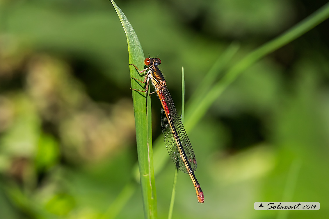 Ceriagrion tenellum (femmina)     -    Small Red Damselfly  (female)