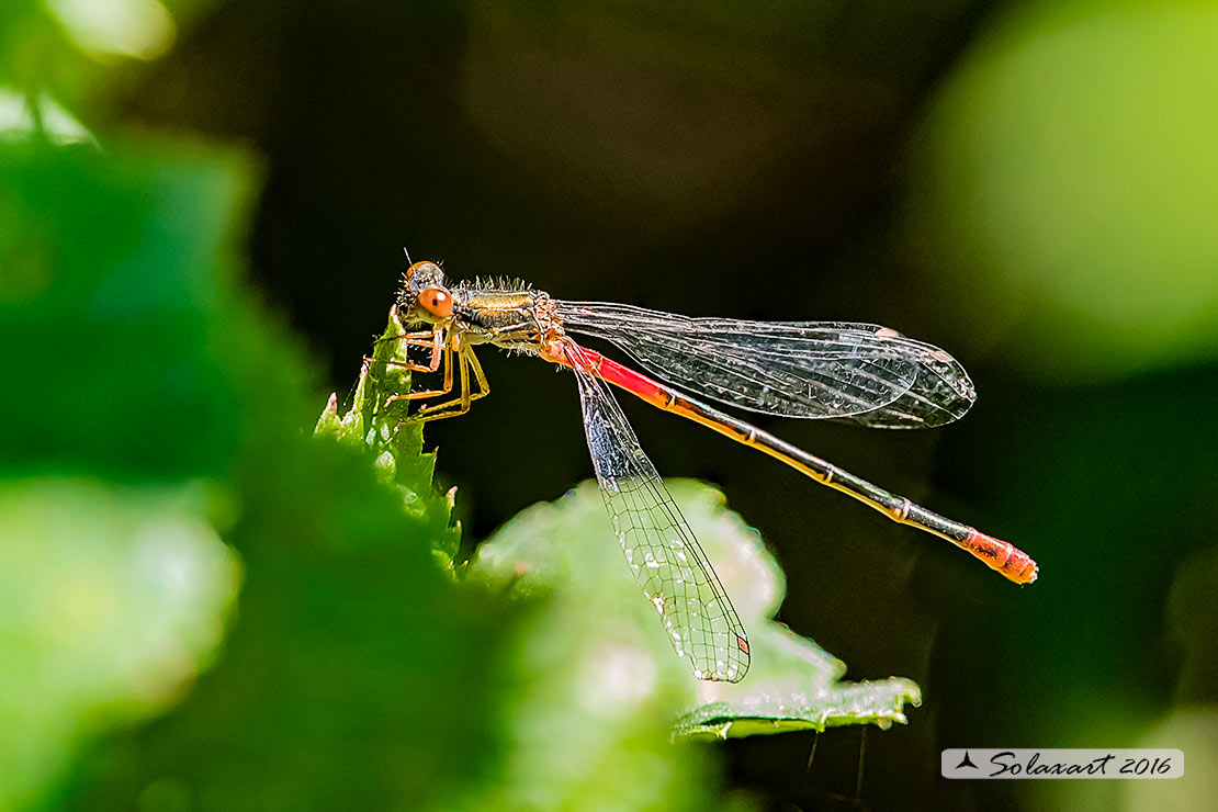 Ceriagrion tenellum:    Damigella rossa (femmina)    ;    Small Red Damselfly  (female)