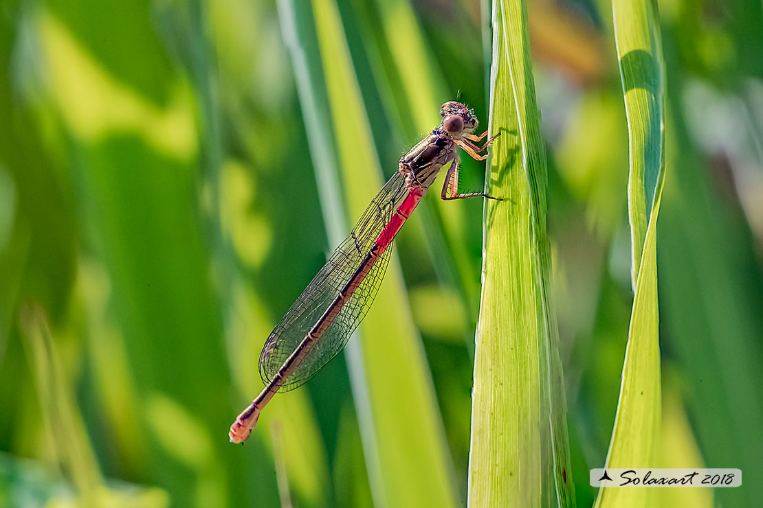 Ceriagrion tenellum: Damigella rossa (femmina); Small Red Damselfly (female)