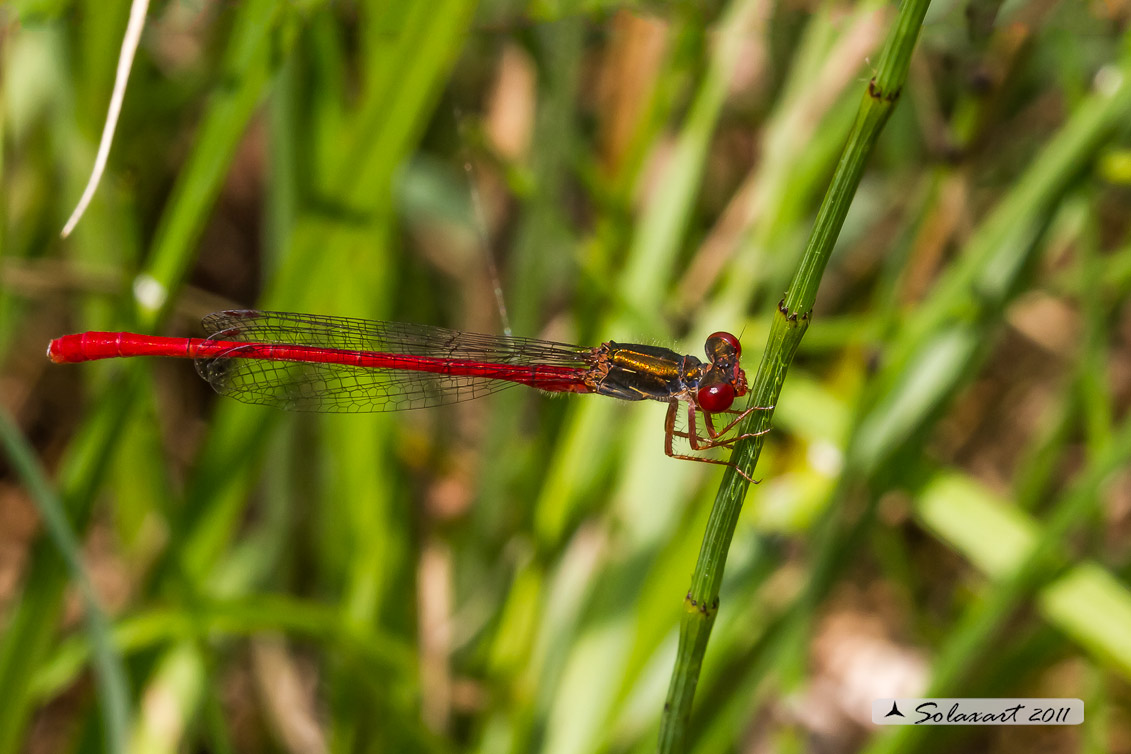 Ceriagrion tenellum (maschio) - Small Red Damselfly (male)