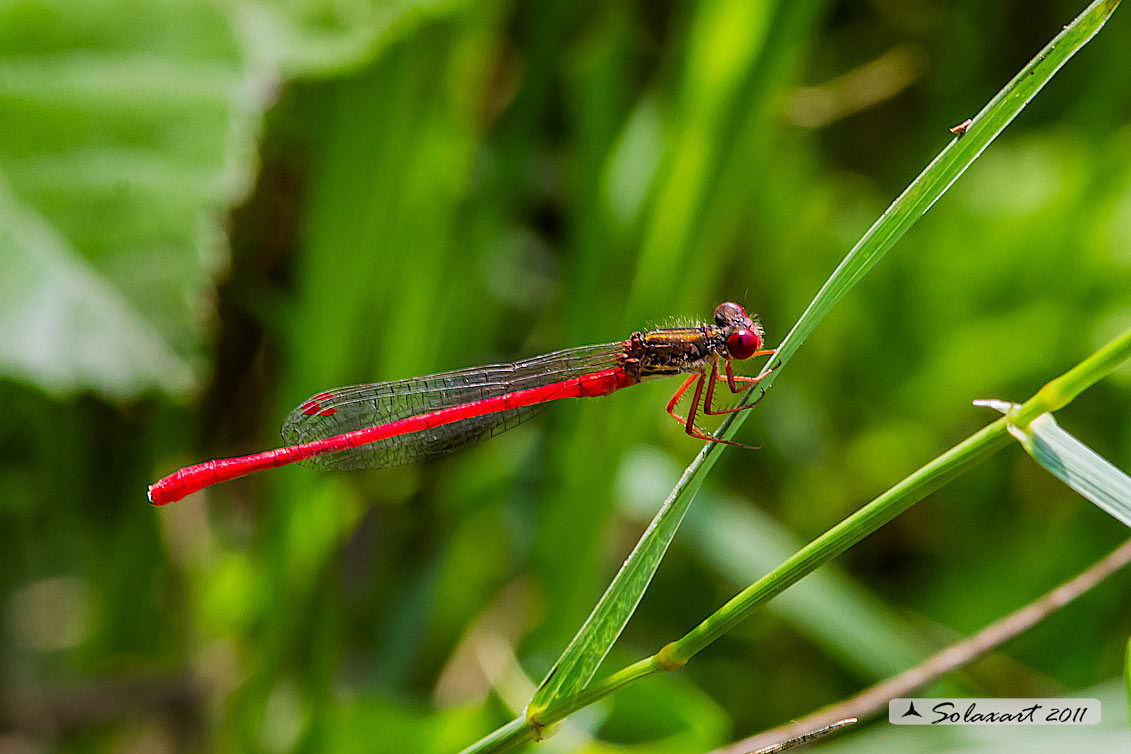 Ceriagrion tenellum (maschio)    -    Small Red Damselfly  (male)