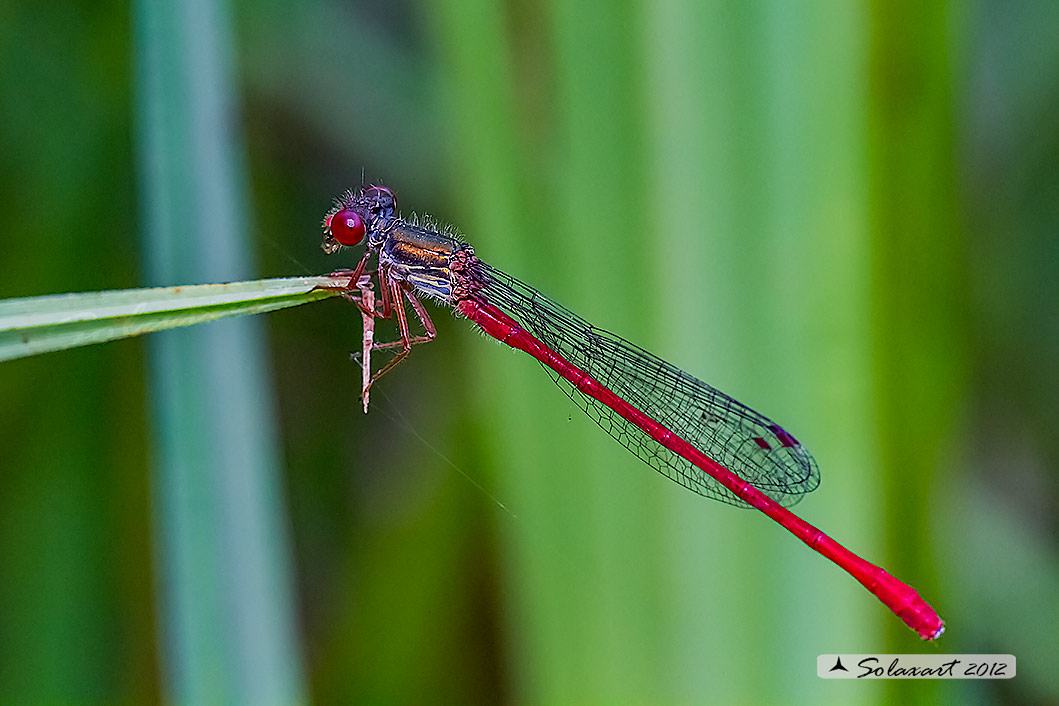 Ceriagrion tenellum (maschio) - Small Red Damselfly (male)