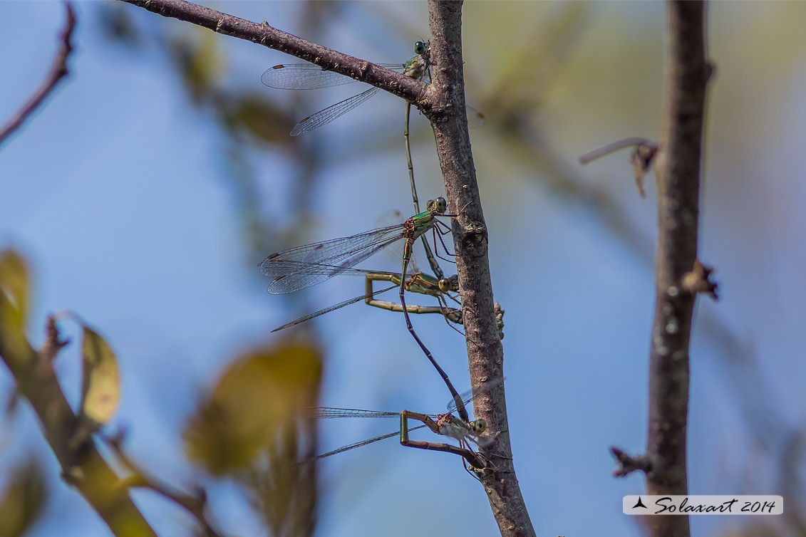 Lestes (Chalcolestes) parvidens - Eastern Willow Spreadwing