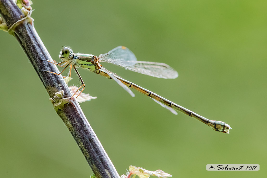 Lestes (Chalcolestes) parvidens (femmina) - Eastern Willow Spreadwing (male)