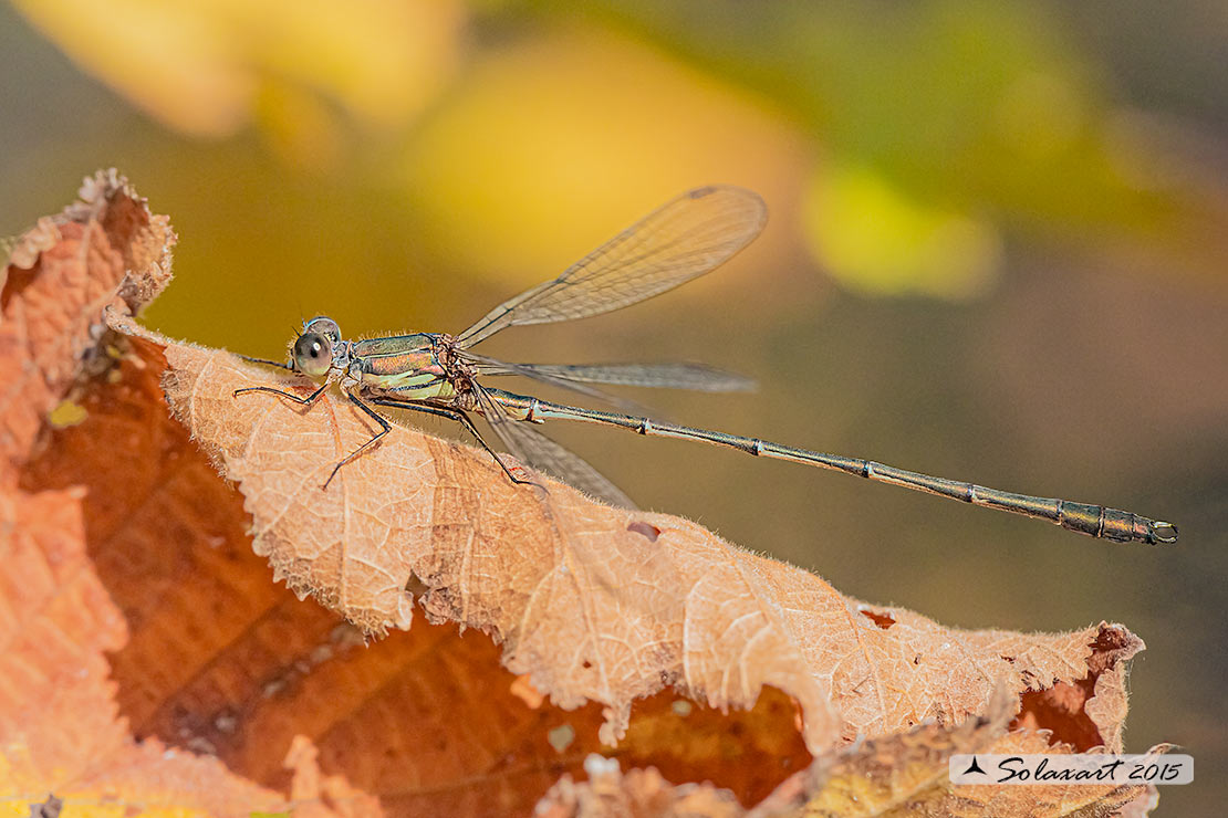 Lestes (Chalcolestes) parvidens;(maschio) - Eastern Willow Spreadwing (male)