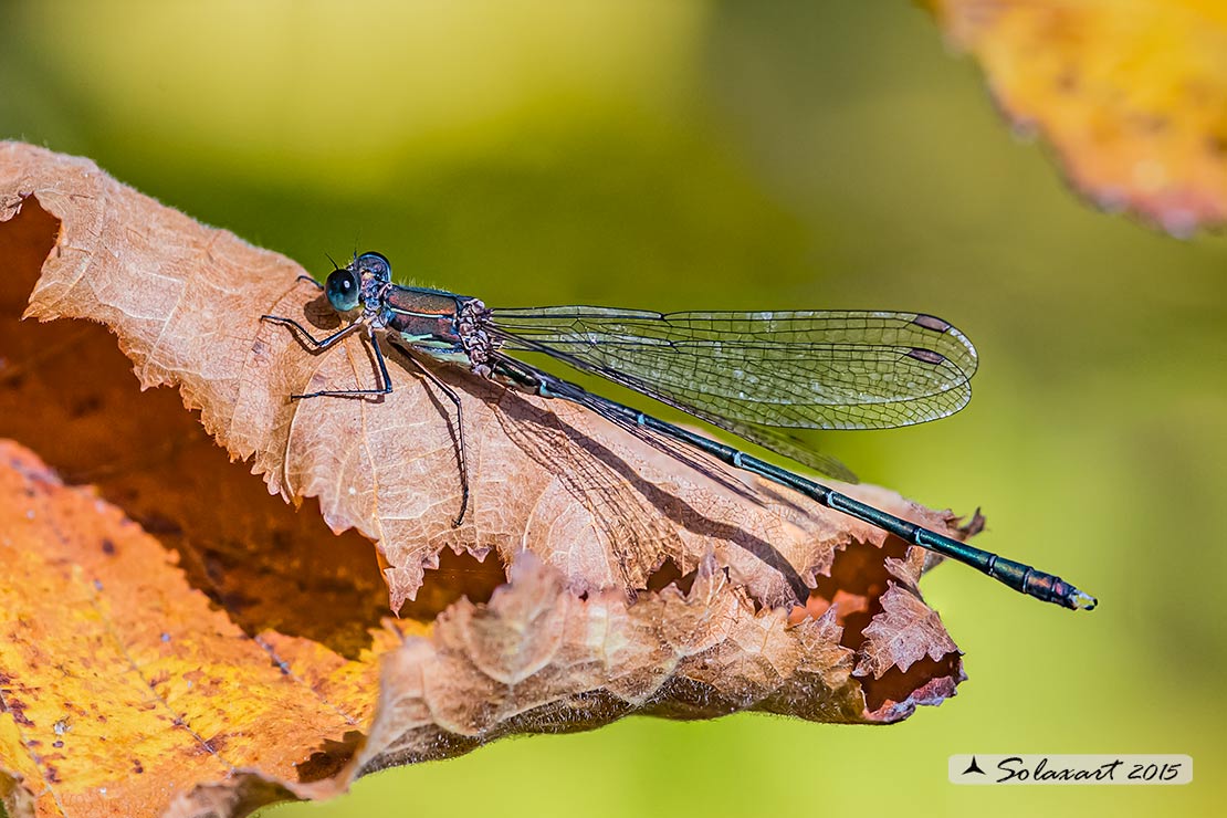 Lestes (Chalcolestes) parvidens;(maschio) - Eastern Willow Spreadwing (male)