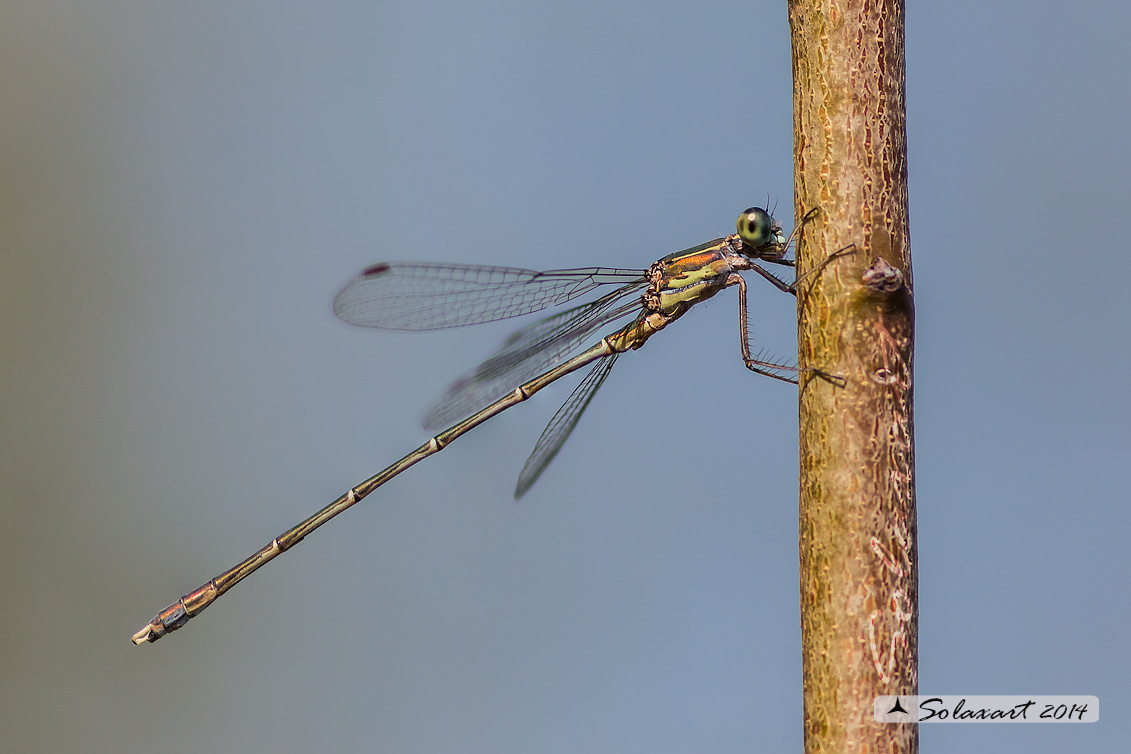 Lestes (Chalcolestes) parvidens;(maschio) - Eastern Willow Spreadwing (male)