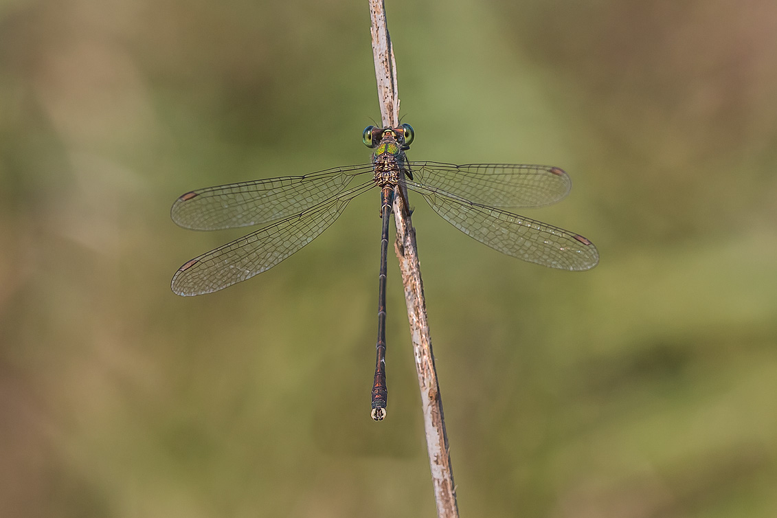 Lestes (Chalcolestes) parvidens;(maschio) - Eastern Willow Spreadwing (male)