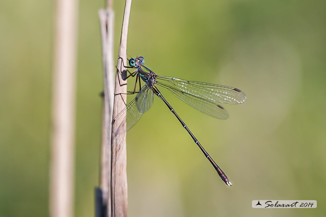 Lestes (Chalcolestes) parvidens;(maschio) - Eastern Willow Spreadwing (male)