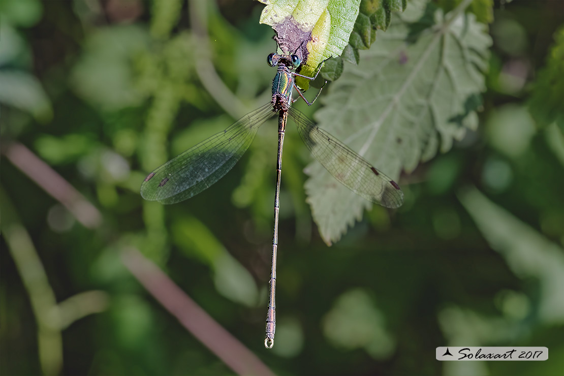 Lestes (Chalcolestes) parvidens;(maschio) - Eastern Willow Spreadwing (male)