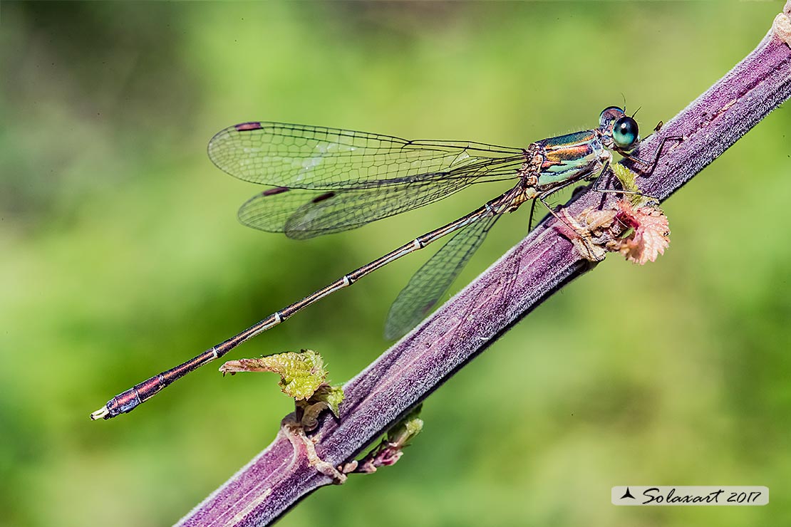 Lestes (Chalcolestes) parvidens;(maschio) - Eastern Willow Spreadwing (male)