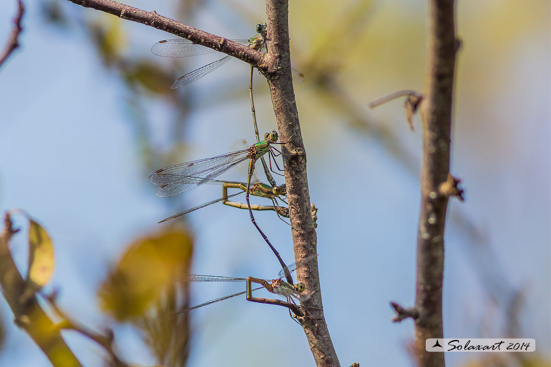 Lestes (Chalcolestes) parvidens - Eastern Willow Spreadwing