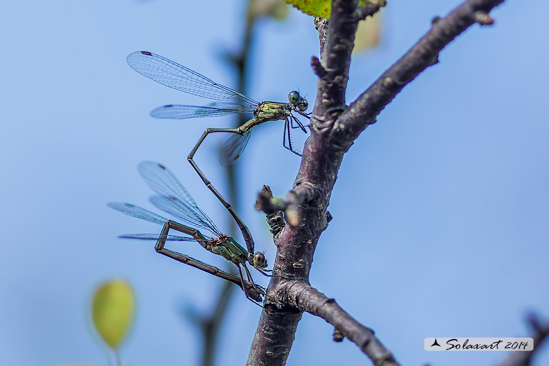 Lestes (Chalcolestes) parvidens  -    Eastern Willow Spreadwing 