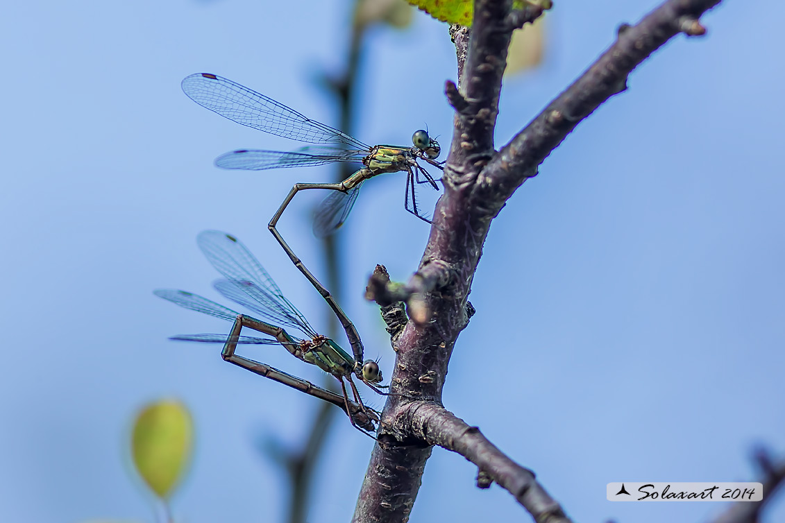 Lestes (Chalcolestes) parvidens - Eastern Willow Spreadwing