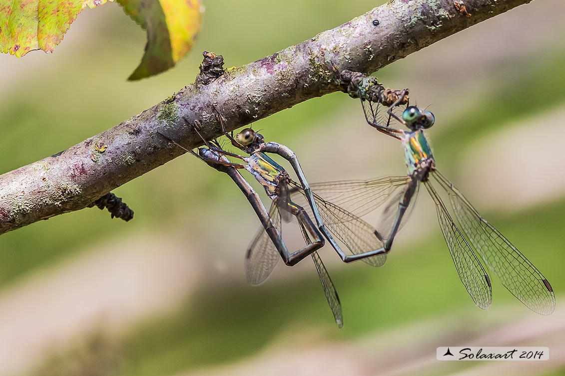Lestes (Chalcolestes) parvidens  -    Eastern Willow Spreadwing 