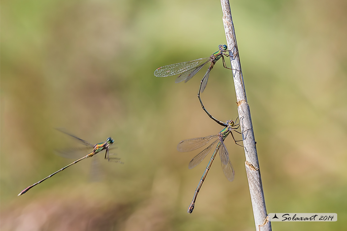 Lestes (Chalcolestes) parvidens - Eastern Willow Spreadwing 